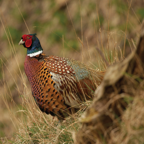 image a of a pheasant