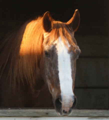 A brown and white horse standing in a stall with the sun setting on its face