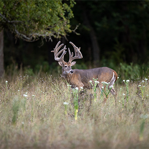 image a wildlife deer