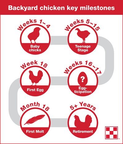 Graphic showing pathway of chicken growth stages, including: Baby chicks, teenage chickens, laying eggs, molting chickens and laying hen retirement.