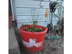 Flower-Pot