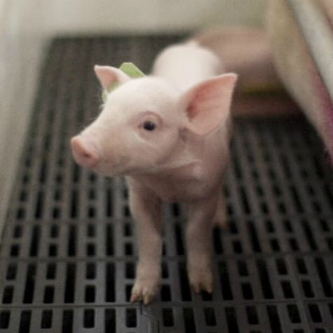 image of a creep feeding piglet