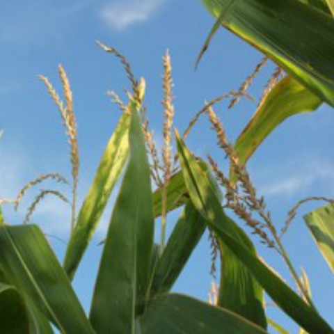 7 tips for how to survive corn silage harvest