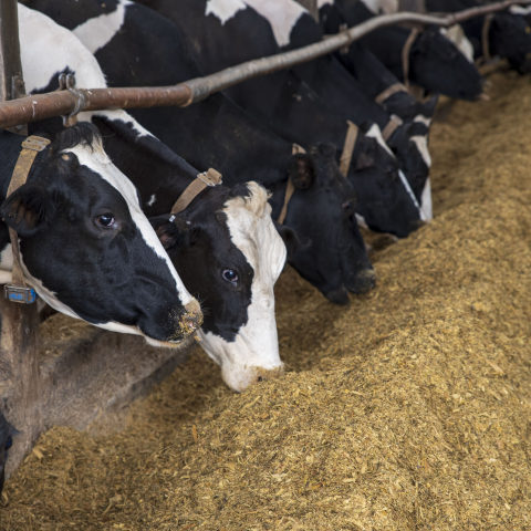 Image of cows eating