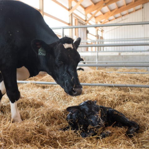 A Holstein dairy cow in a maternity pen looking down at a black beef calf laying in bedding. 