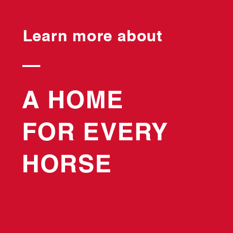 Logo for A Home for Every Horse