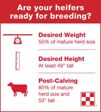 Three steps to determine if your dairy heifers are ready for breeding based on desired weight, height, and post-calving stats.