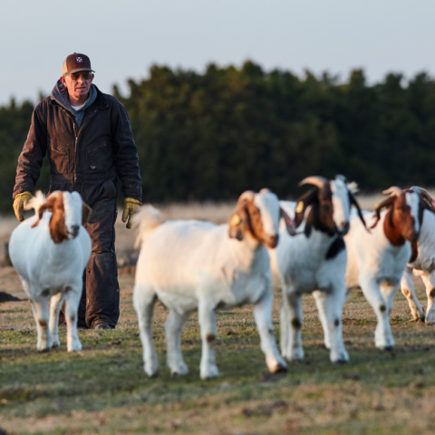 Man walks behind group of Boer goats in a pasture.