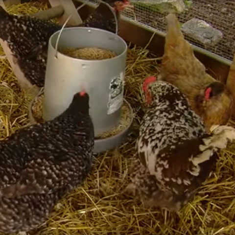 Feeding Chickens a Balanced Diet Preview Image