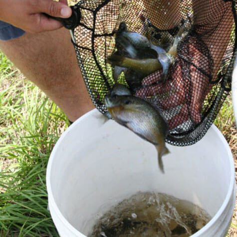 image of pond fish in a bucket