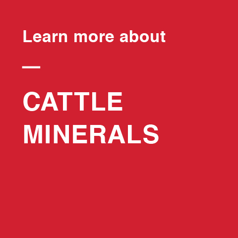 Image For Cattle Mineral Events