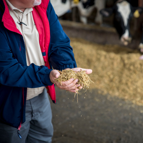 A Purina nutritionist holds a dairy feed ration in his hands with Holstein cows eating at a bunker in the background. 