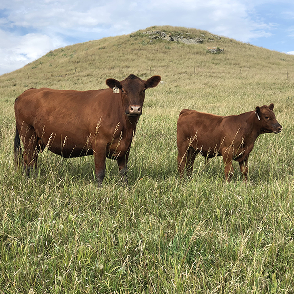 Red cow and calf on pasture with hill in the background
