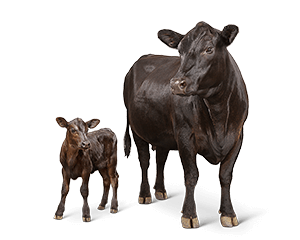 image of cow calf