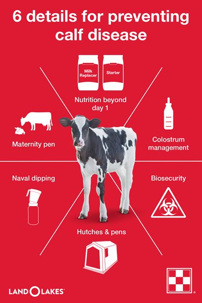 6 details for dairy calf diseases and prevention