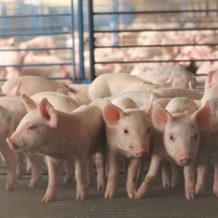 image of young pigs