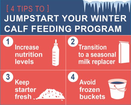 Jumpstart your winter calf feeding program with increased nutrition levels, seasonal milk replacer, fresh starter and avoiding frozen buckets.