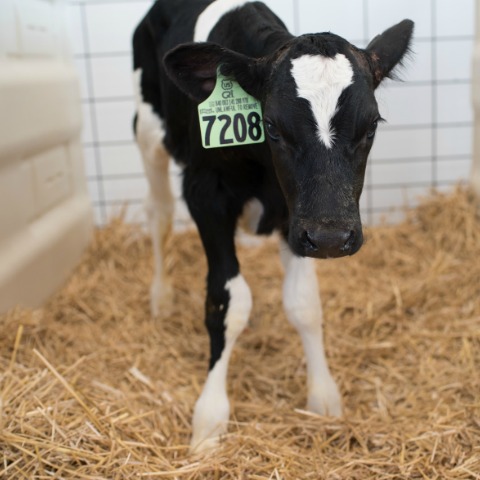 Holstein dairy calf standing in a pen. 