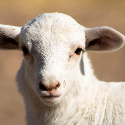 Close-up of a young lamb