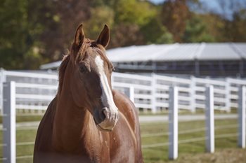 Just like people, all horses need protein, vitamins and minerals, as well as energy from calories to support maintenance, growth, reproduction and work.