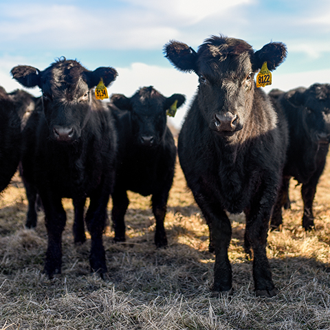 A group of black weaned calves stand on dormant winter pasture.