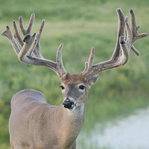 Image of deer with rack standing in green grass
