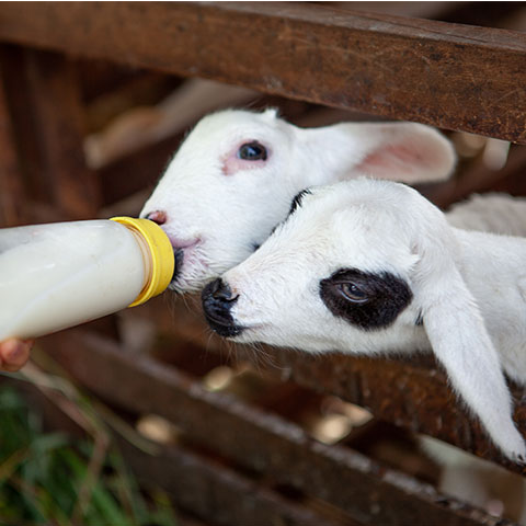 Baby Goat Drinking Milk Replacer