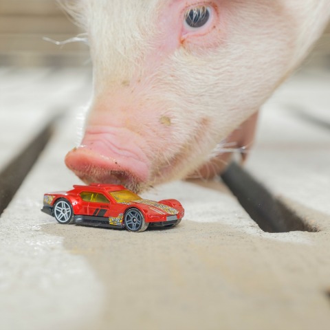 A grower pig sniffs a Matchbox® car.