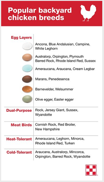 Popular backyard chicken breeds
