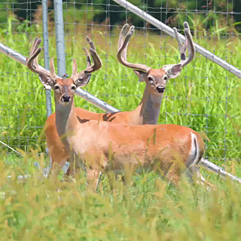 two deer in a field