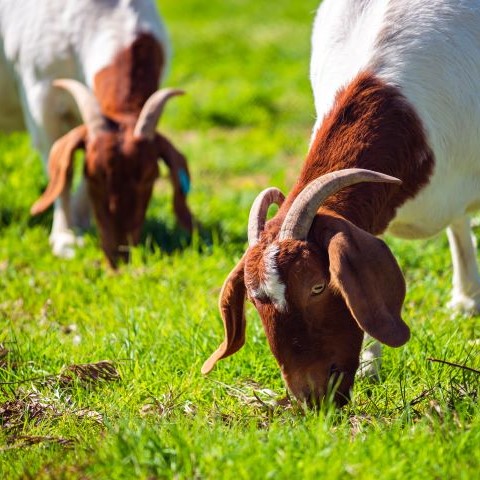 Two Boer goats grazing on pasture.