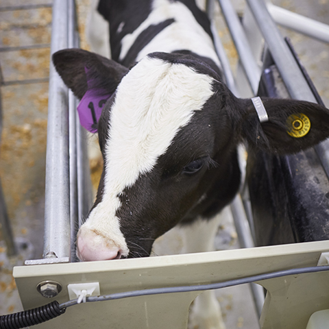 Holstein dairy calf drinks from an automatic calf feeder.