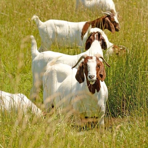 Six adult brown and white Boer goats grazing in a pasture.