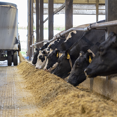 A feed mixer delivers TMR to a group of Holstein cows at the feedbunk.