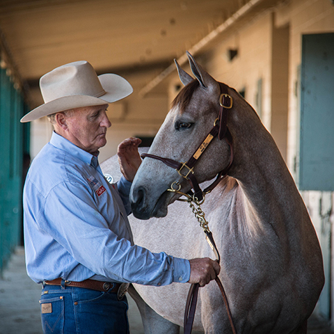 Recognize signs of discomfort and support your horse’s gastric health.