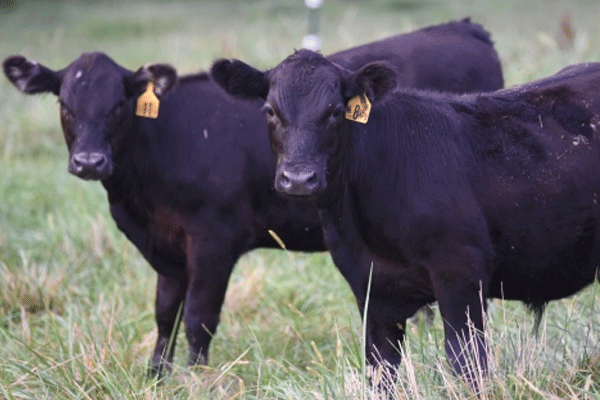 Image of two black calves with yellow ear tags standing in green pasture