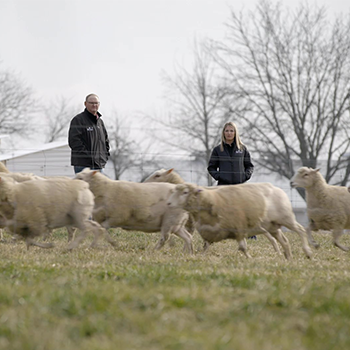 image of Purina sheep nutrition experts Clay Elliot and Maggie Ambergy