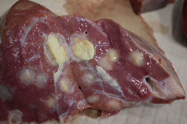 Image of an abscessed bovine liver. Photo provided by the Wisconsin Veterinary Diagnostic Laboratory