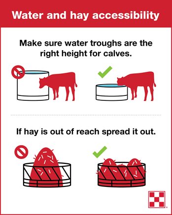 High cattle waterers and hay feeders are problematic when weaning calves