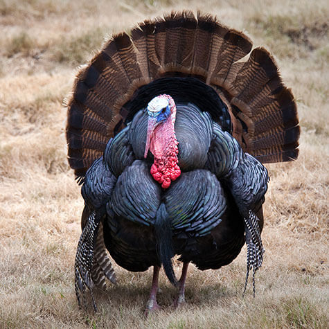 image of a wild game bird