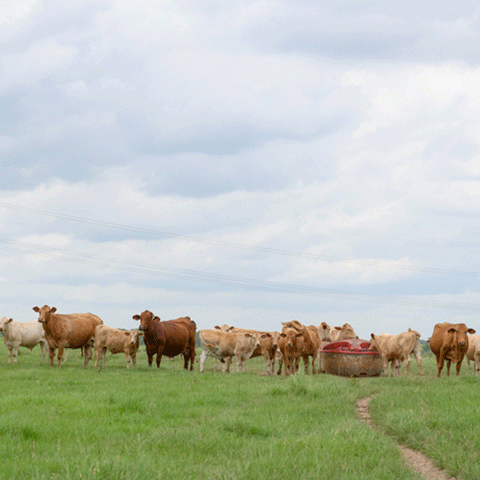 Cattle standing in green pasture with blue sky above
