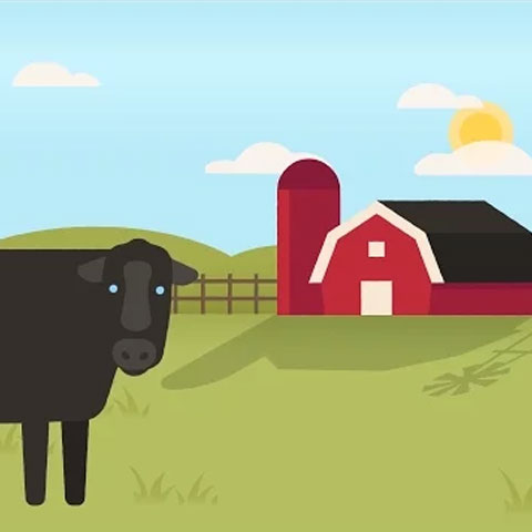Cattle Fly Control