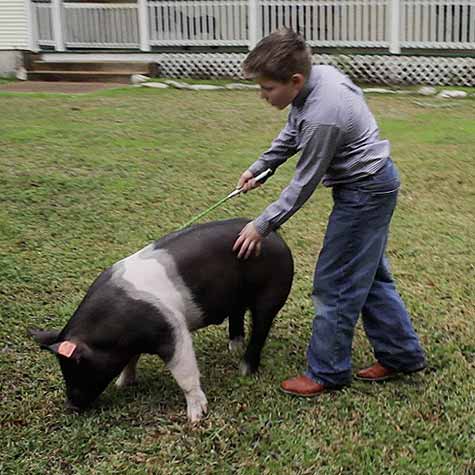 image of a boy and a show pig