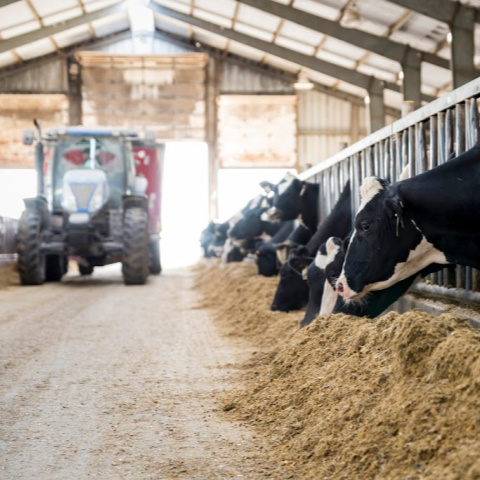 Holstein dairy cows at the feed bunk eating ration with tractor and TMR mixer delivering more feed.