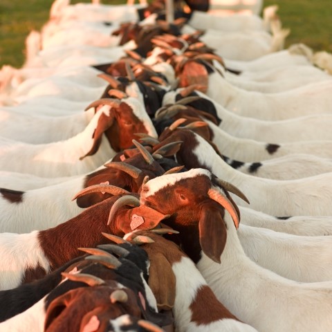 A herd of red and white Boer goats eating from a feedbunk.
