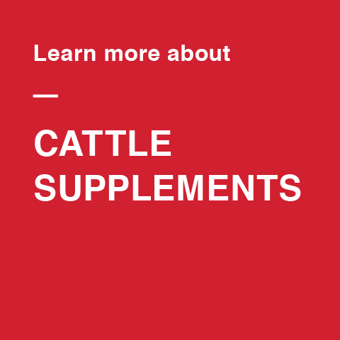 Image For Cattle Supplements Events
