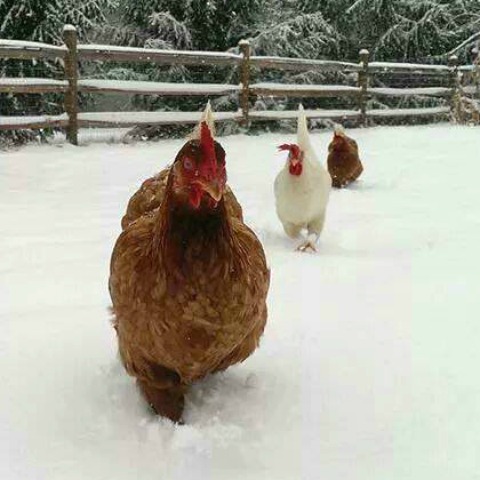 How to Keep Chickens Warm in Winter | Purina Animal Nutrition How to Keep Chickens Warm in Winter | Purina Animal Nutrition