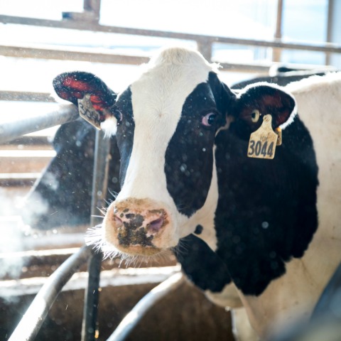 Holstein dairy cow basking in the sun. 
