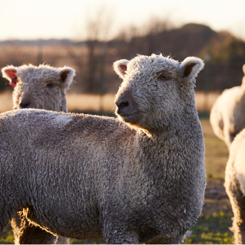 A single Southdown sheep stands in a field.