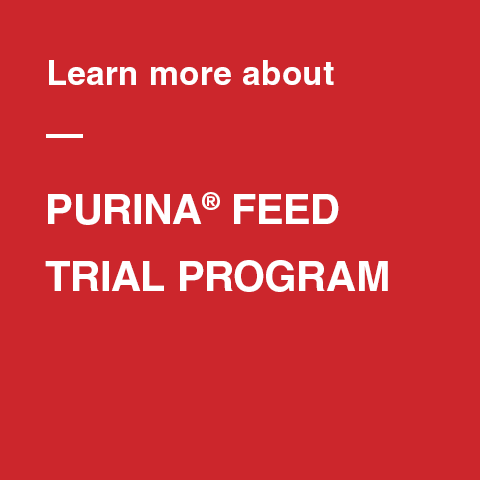 Poultry Feeding Program Trial